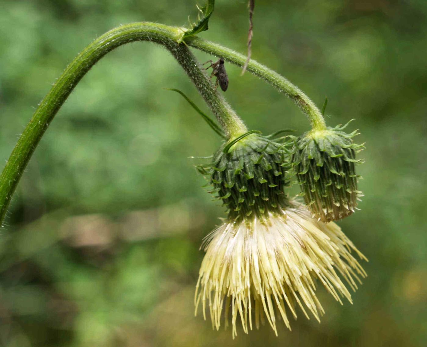 Thistle, Yellow melancholy flower